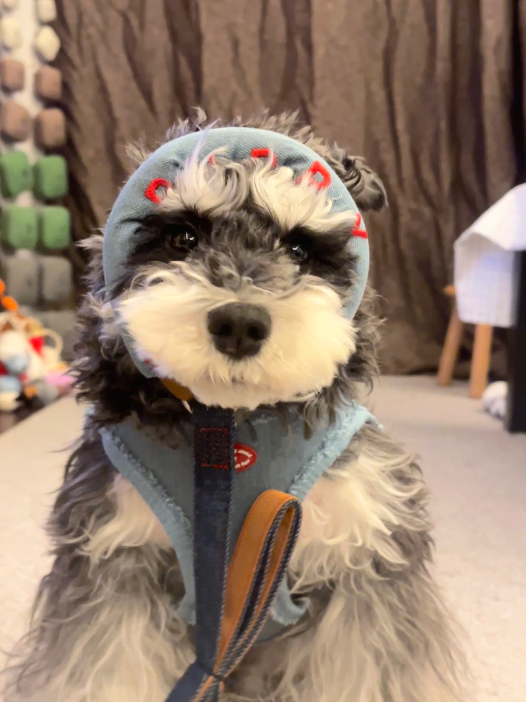 谁懂啊 I！！这个狗狗牵引绳真的太好用了