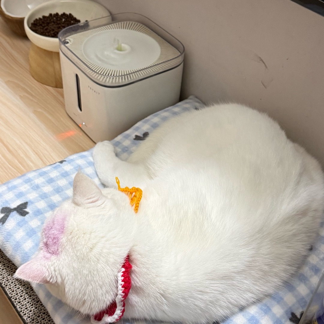 🧧福气喵汪来贴贴