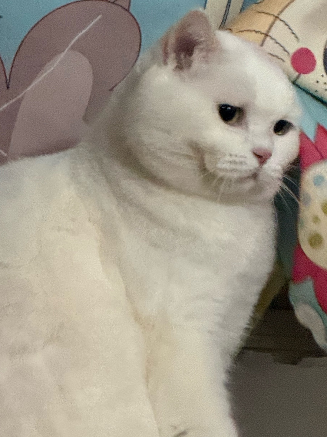 🐱元宝的高冷时刻