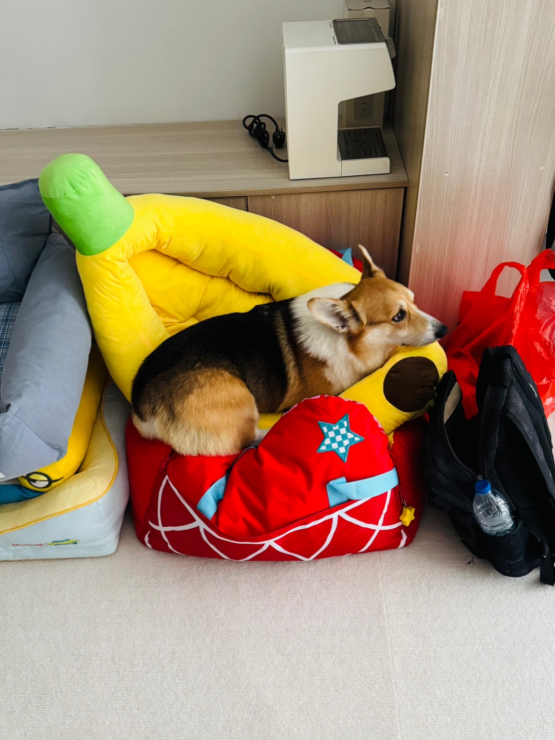 小狗的奇奇怪怪