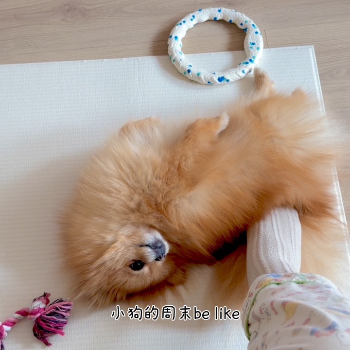 小狗的周末be like