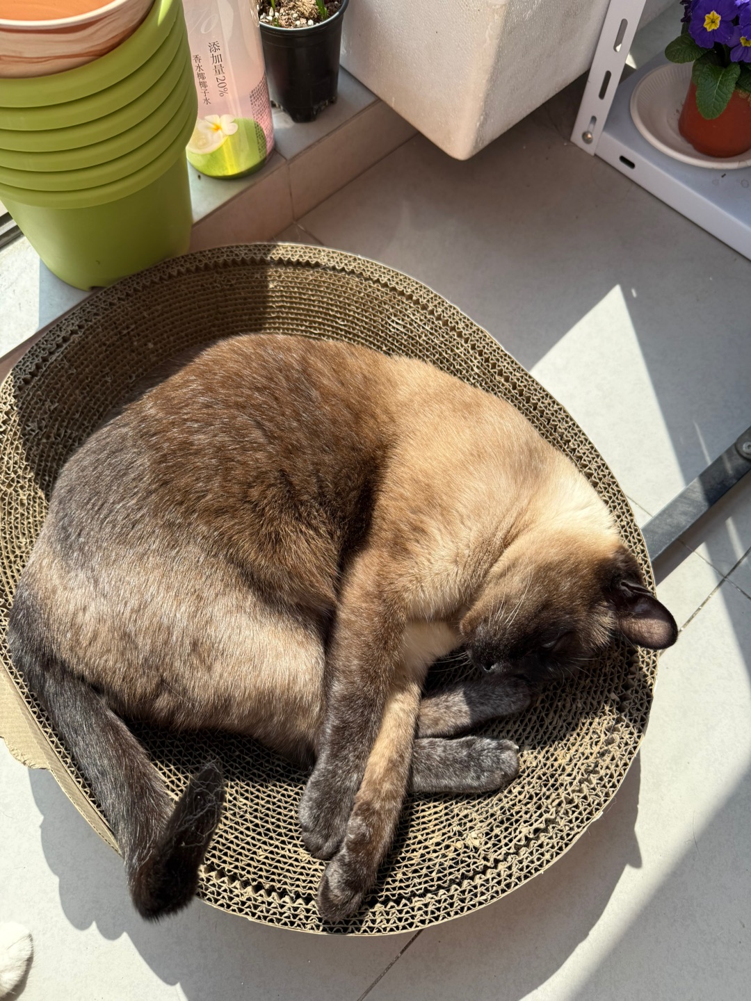 最喜欢晒太阳了