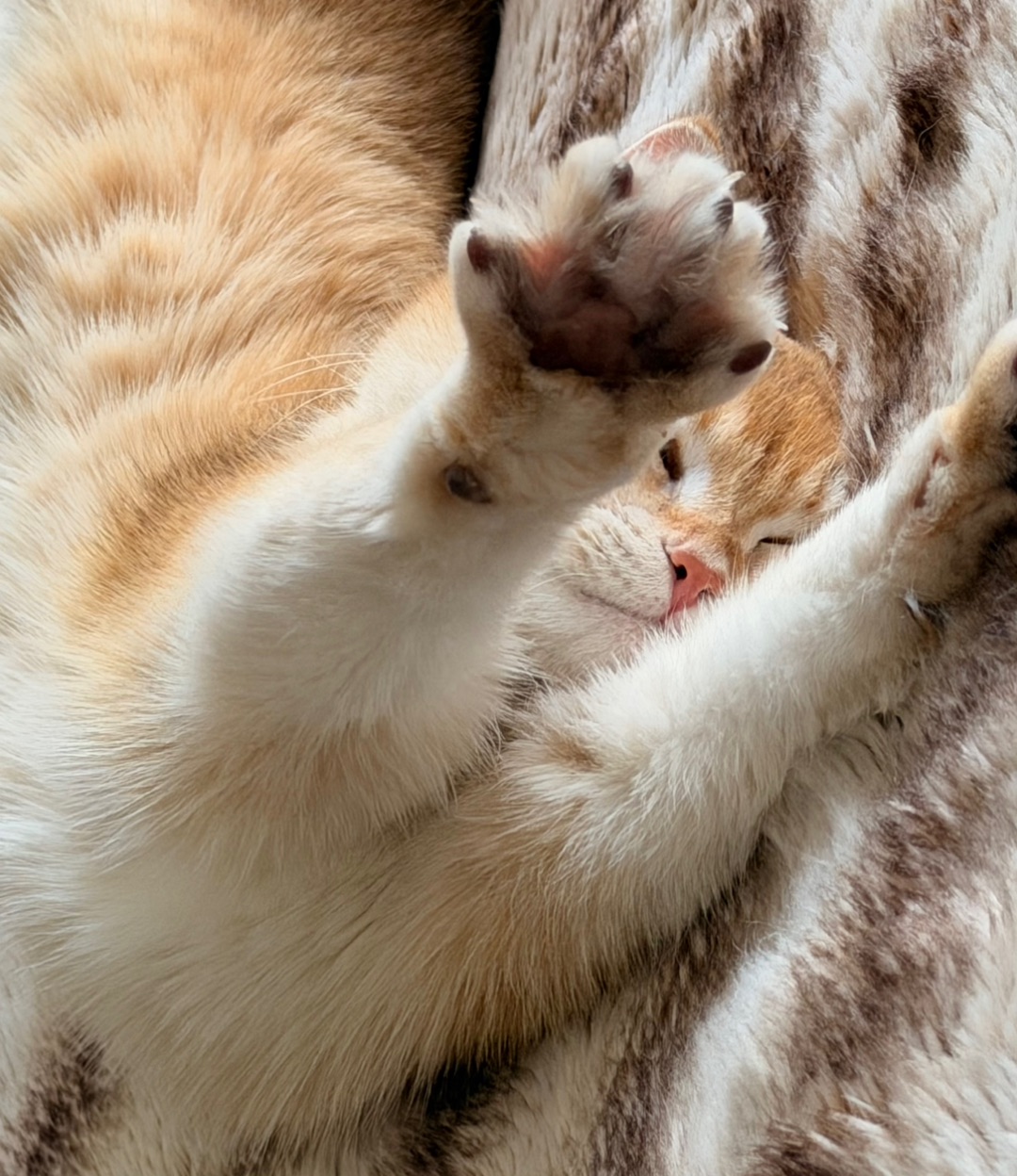 喵呜～生个懒腰🫢