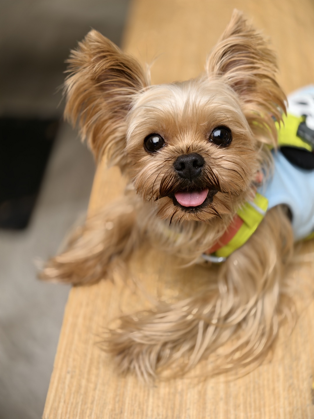 我的小狗真可爱🐶