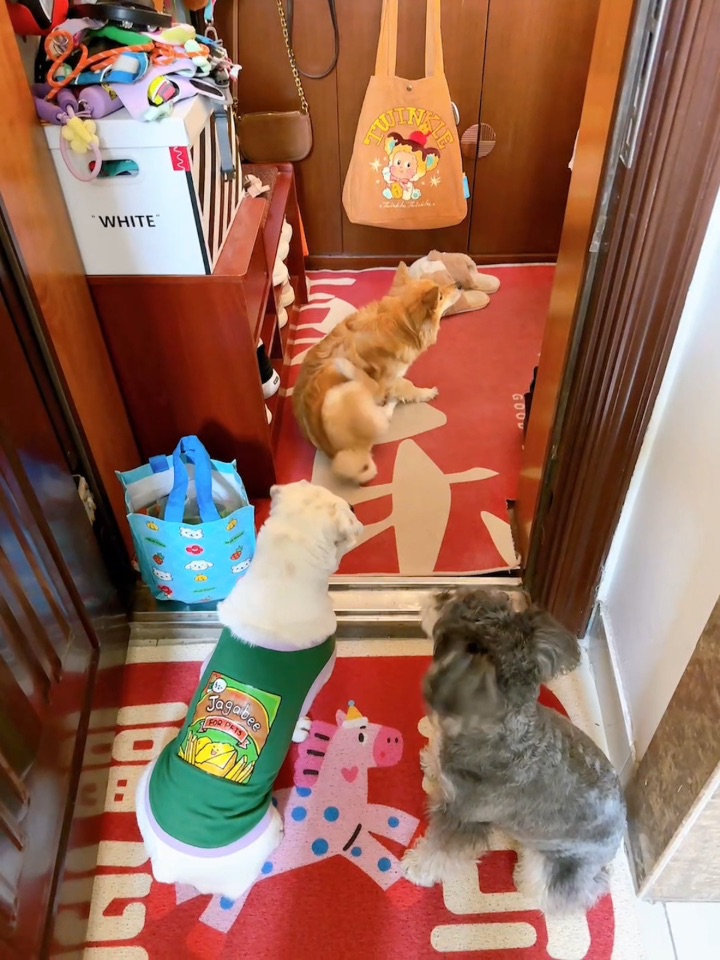 老人养狗真的有一套