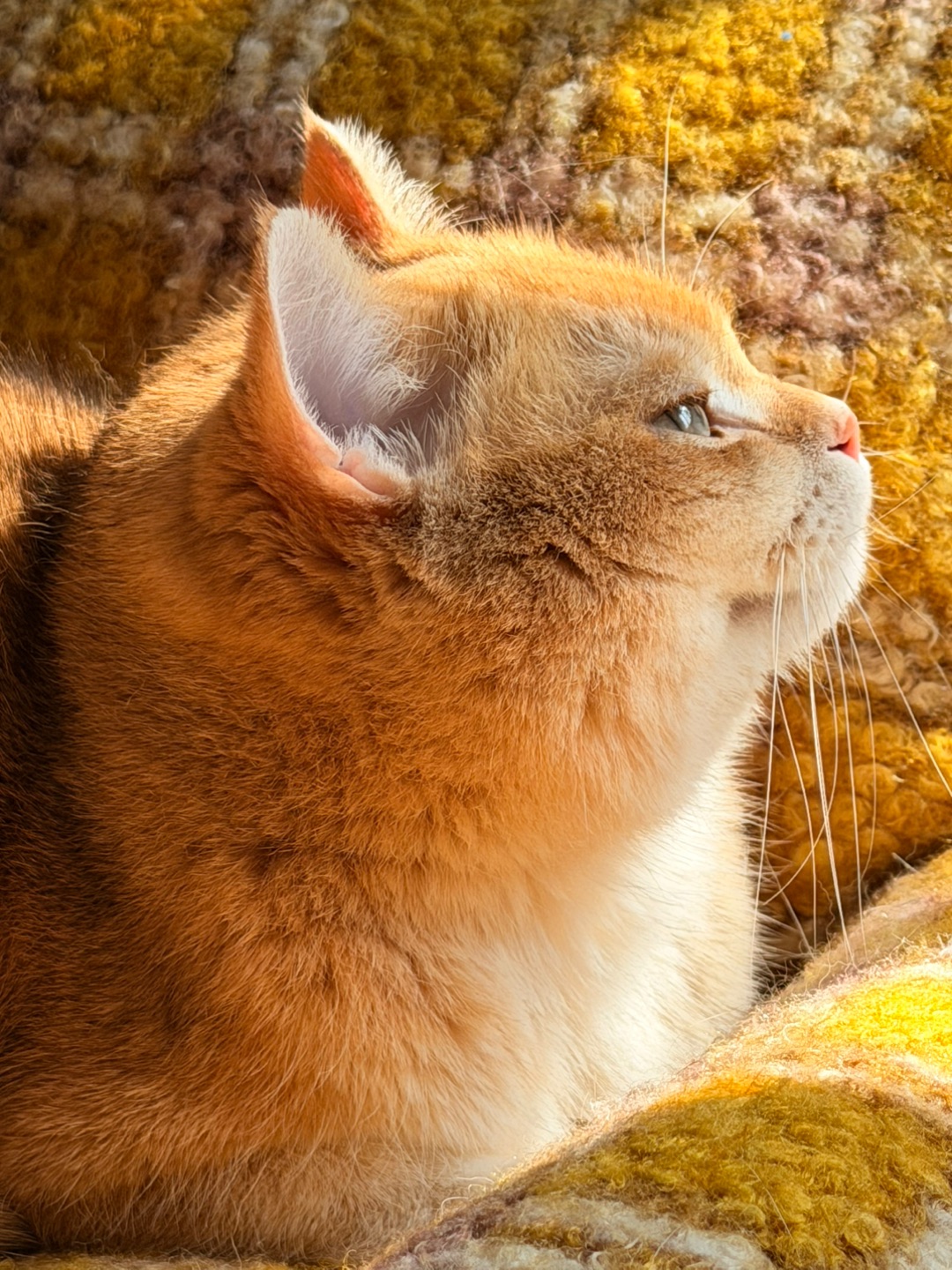 晒🌞晒太阳～ 我最爱晒太阳