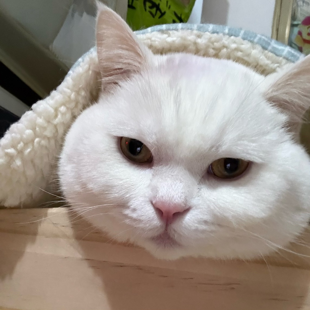 揣手手的高冷小老头