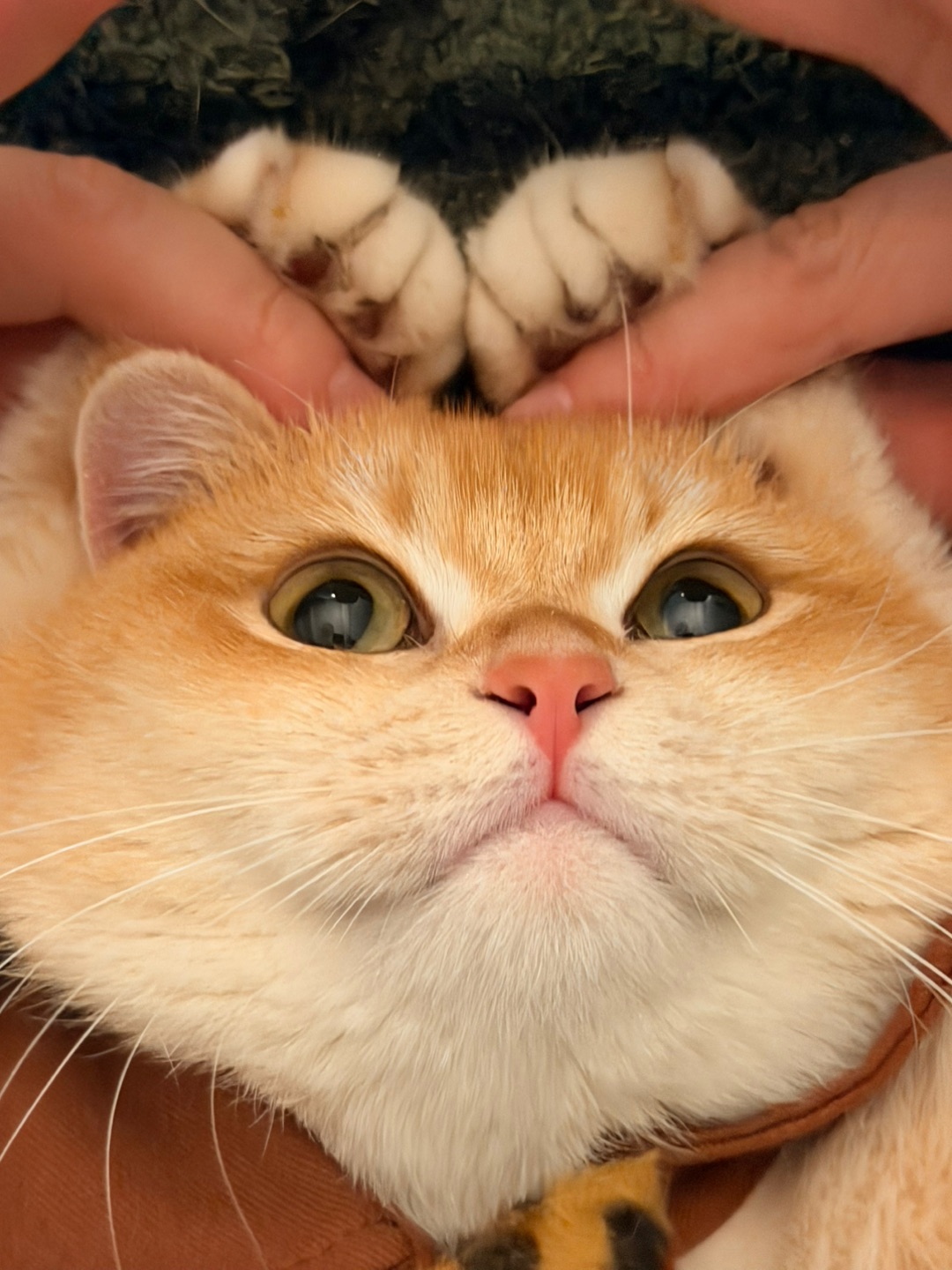 喂喂喂喂喂～ 爪爪🐾已就位