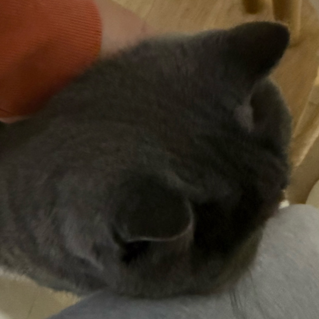 两个都是我的暖手宝