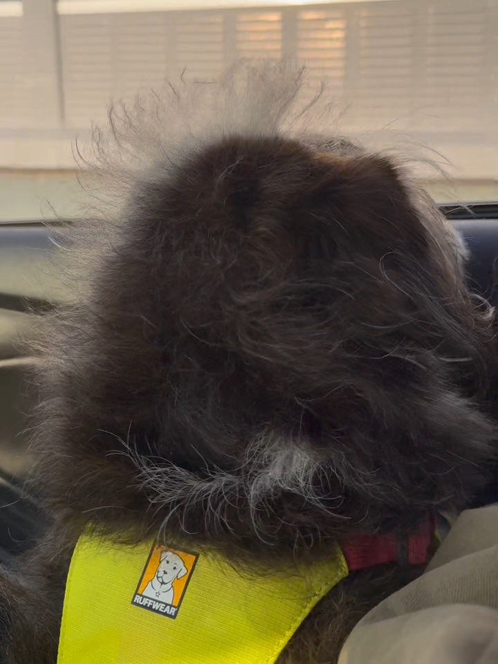 谁家猕猴桃出门了