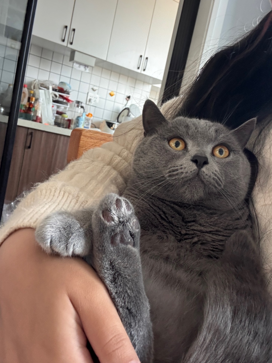 不喜欢被抱的咪