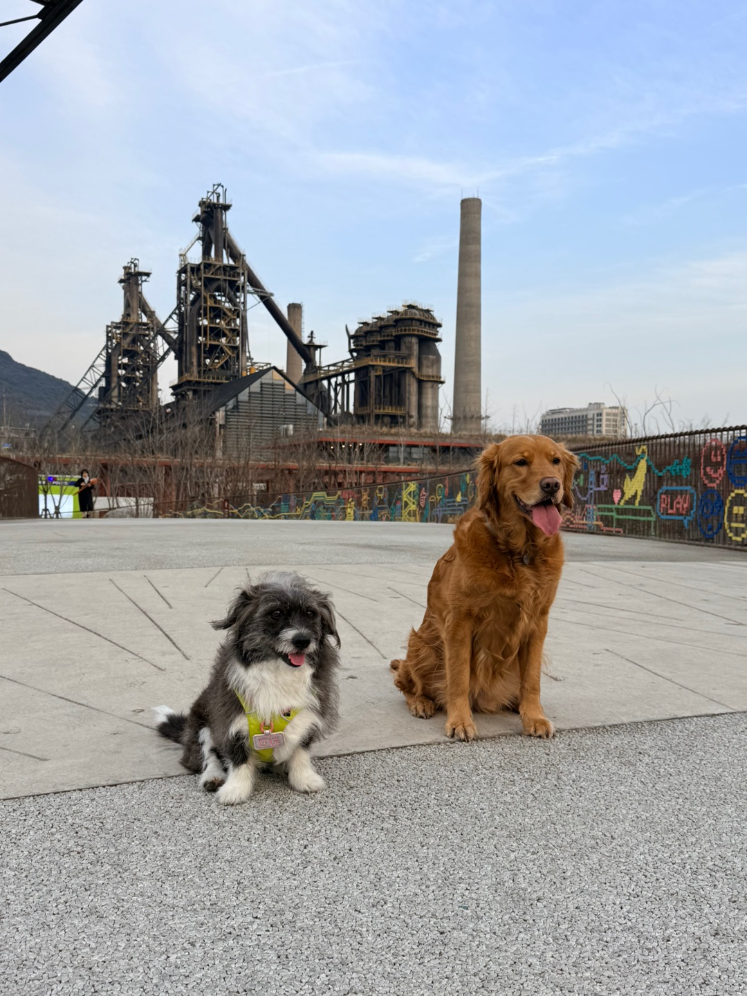 工作日的杭钢也太适合遛狗了吧