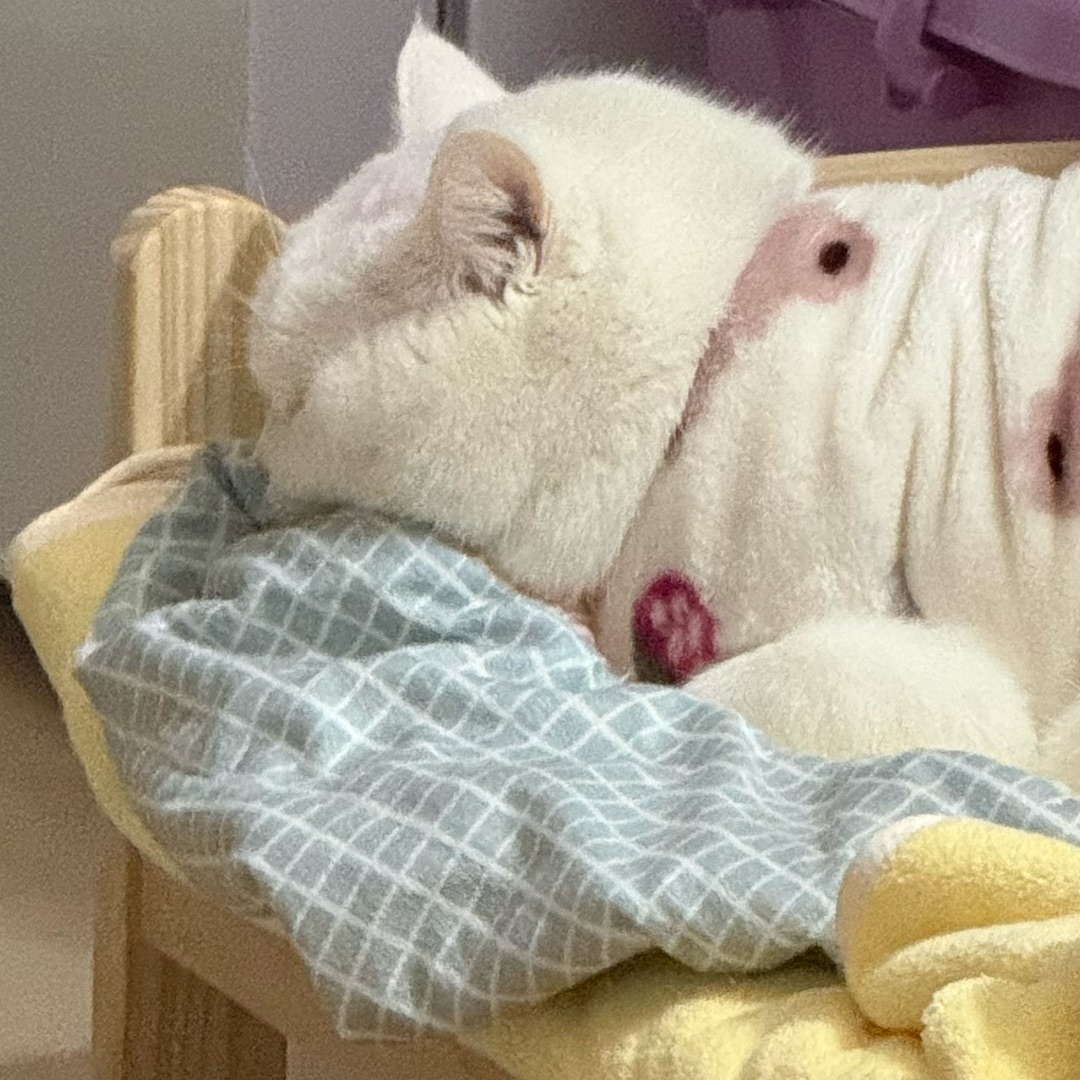 🐱元宝乖乖干饭