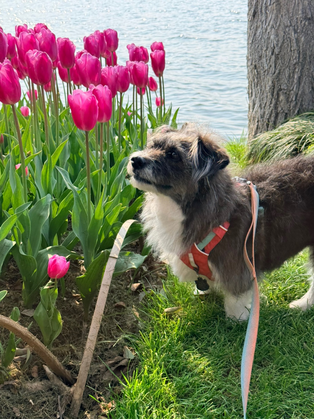 和我一起去看春日的郁金香吧🌷