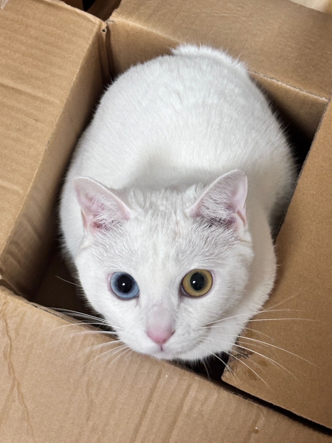 掉毛季来了😭😭😭