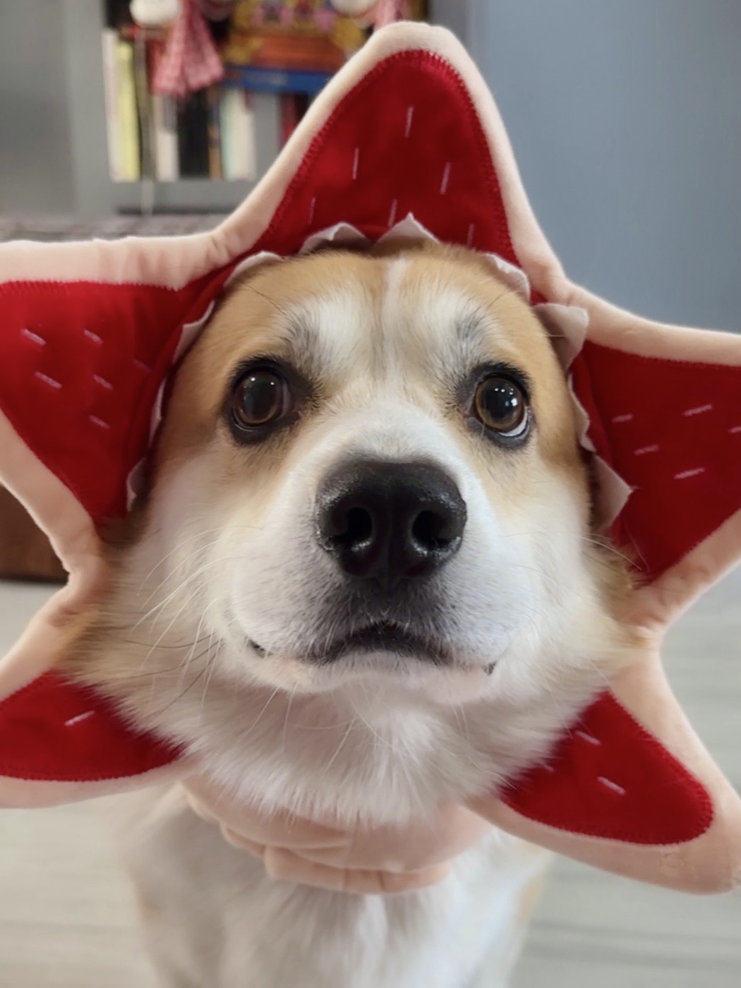 快跑！是怪奇物语达达汪！