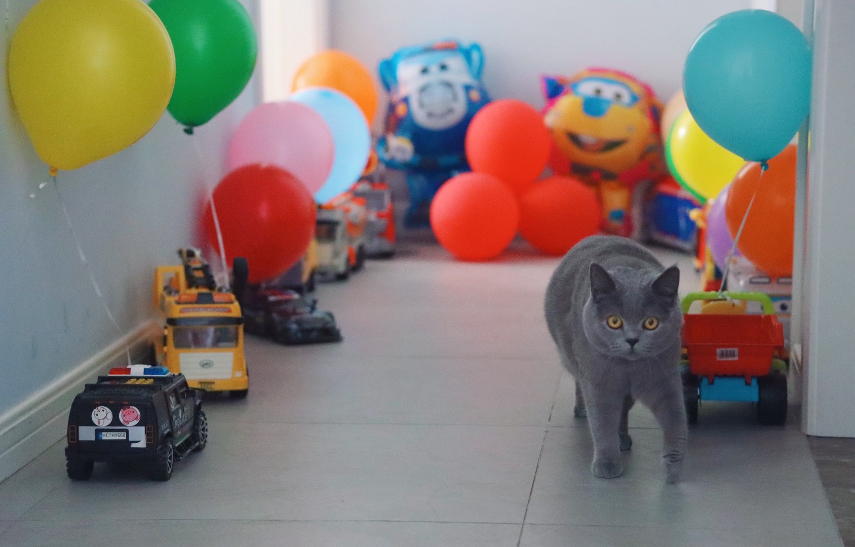 陪小主人过生日