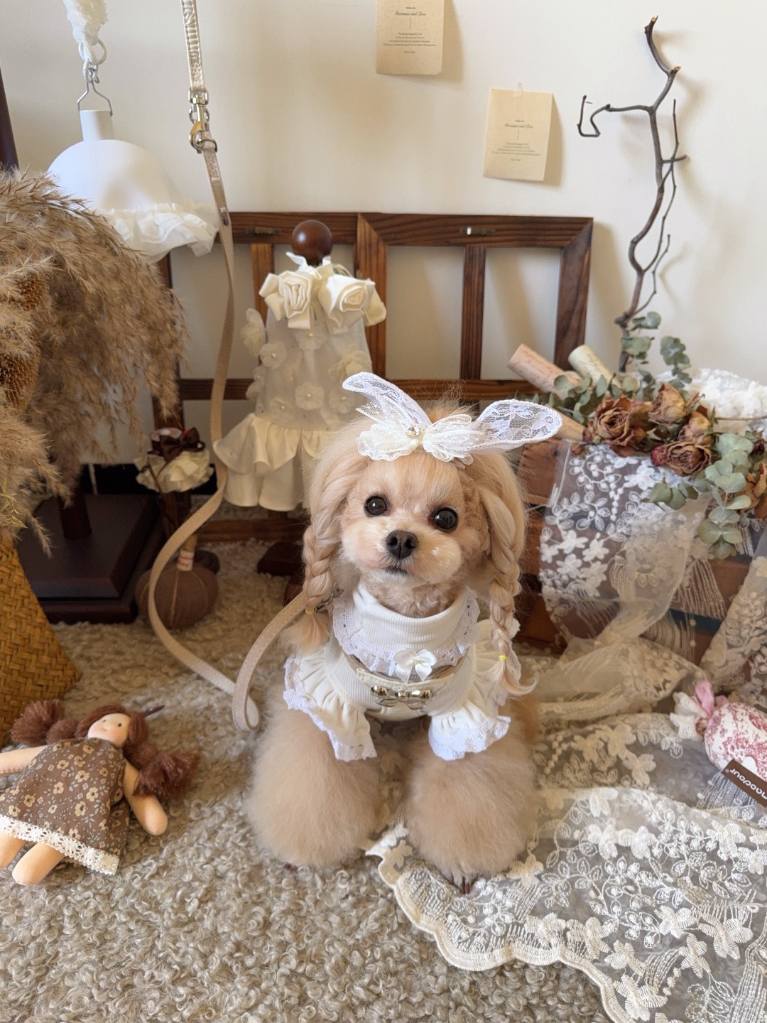 黄狗真的没人喜欢吗？🎀