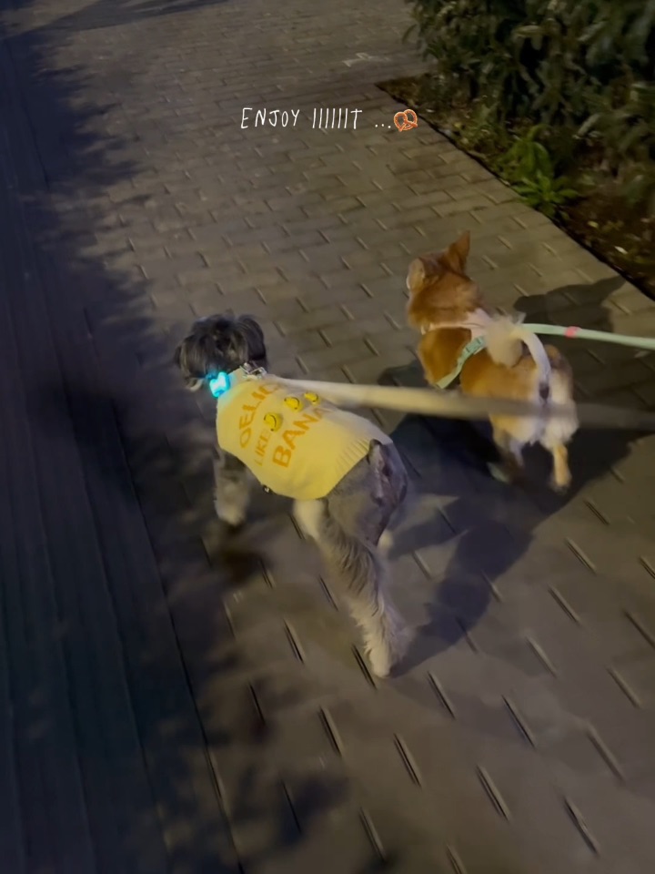 走～跟我一起去遛狗