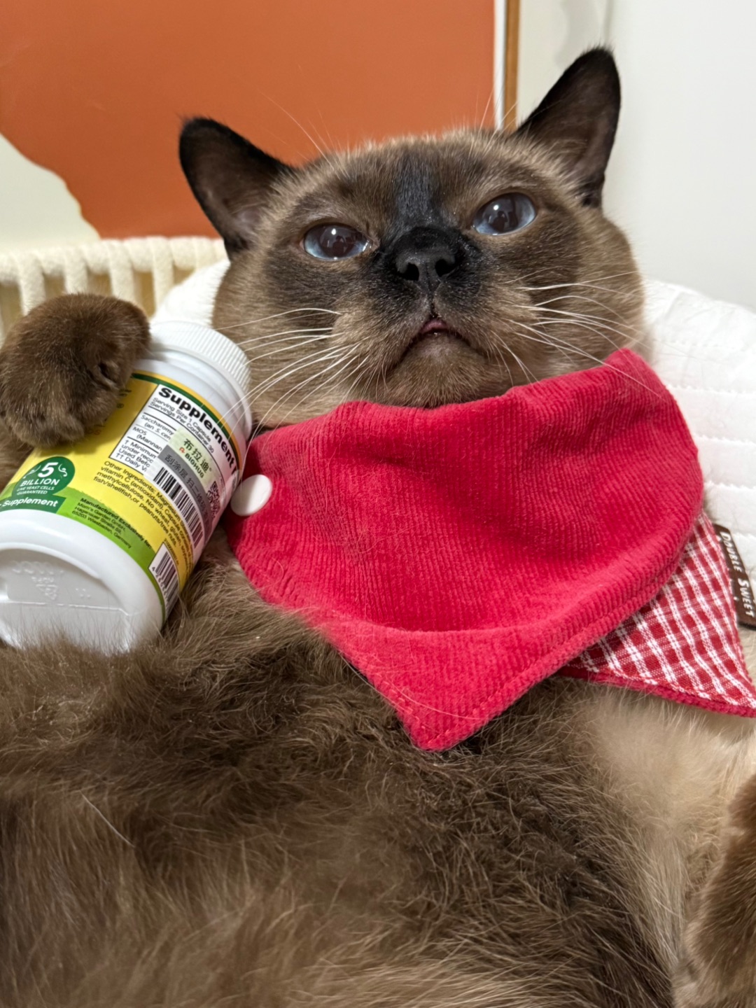 变身！小猫惡魔：☆…//★