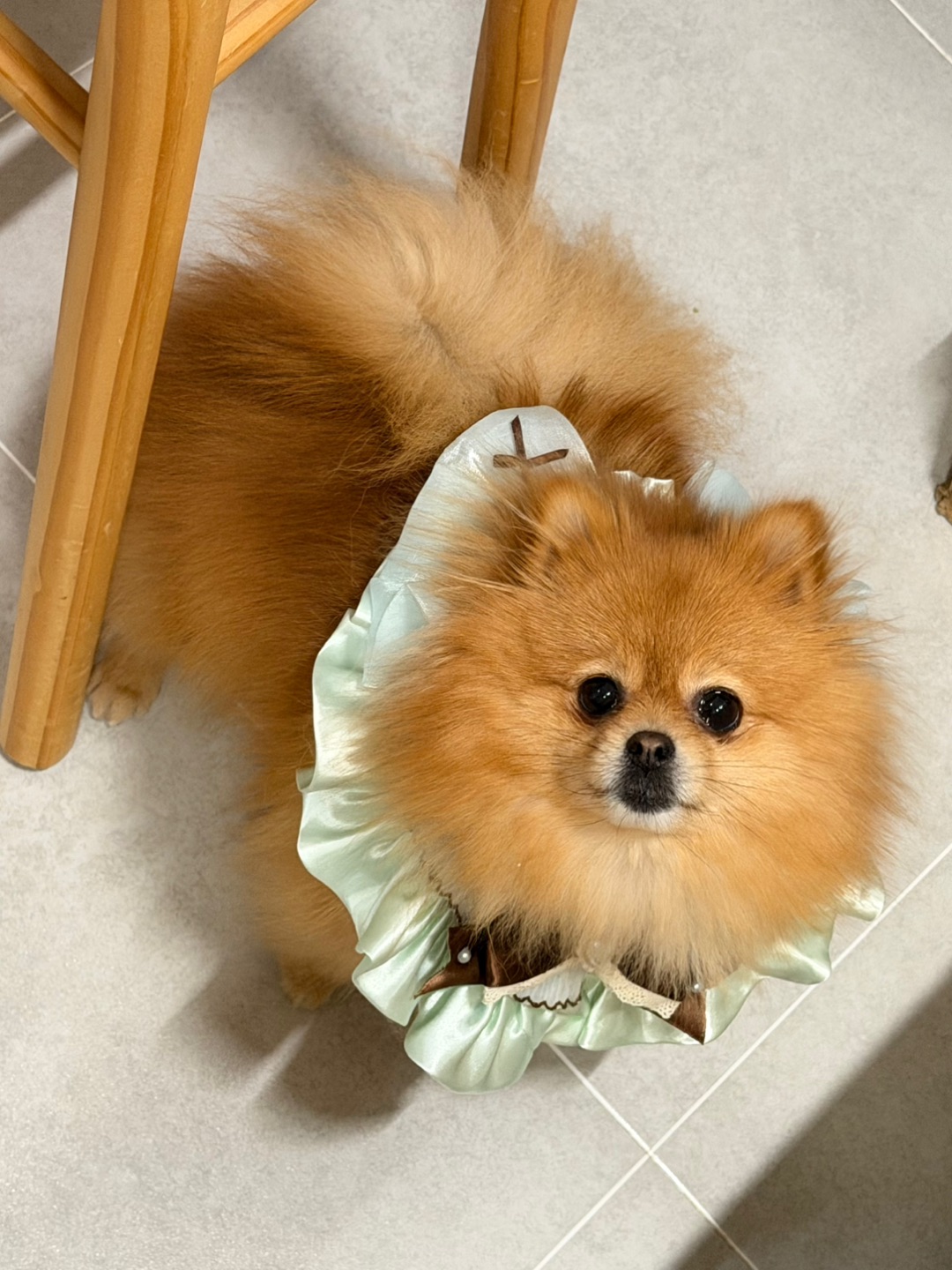 汪的围兜可爱嘛