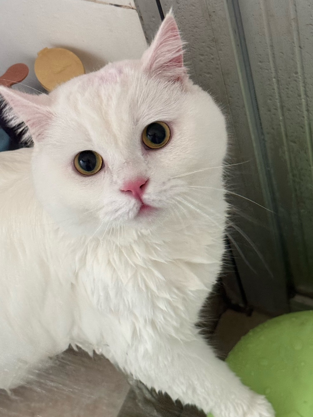 🛁✨元宝洗澡实录