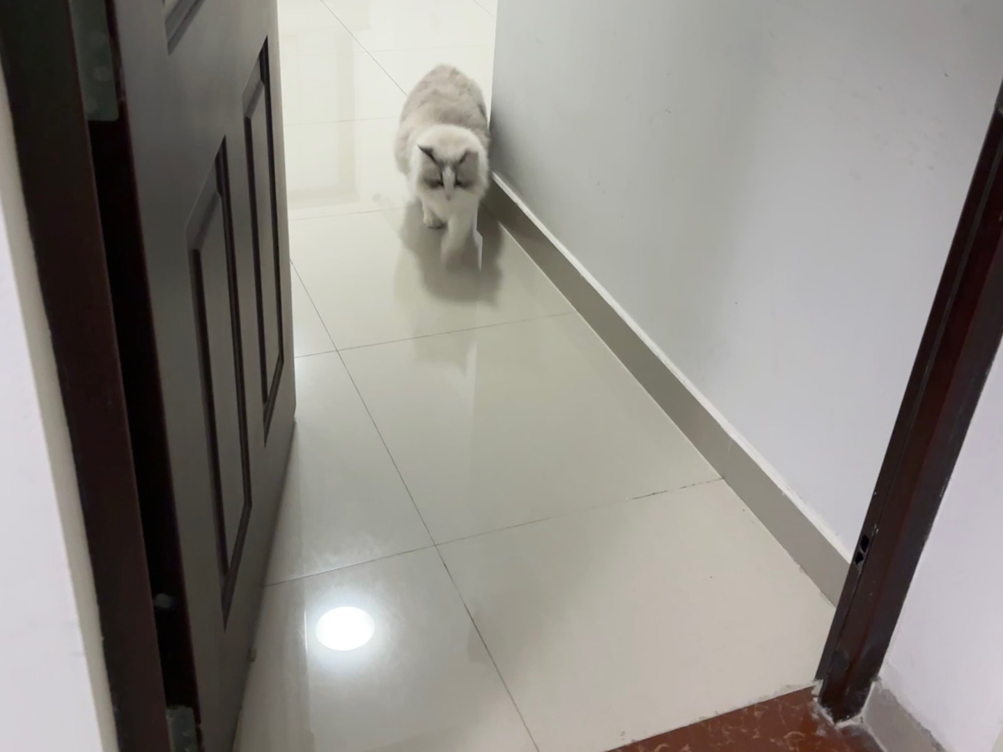 在邻居家玩耍的小猫咪被我发现后13