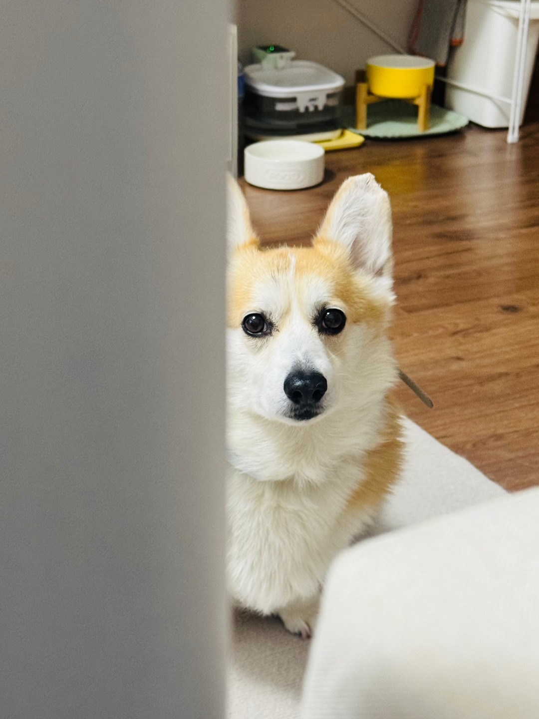 小狗的爱永远拿的出手