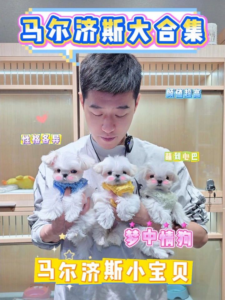 一眼心动❗️三只马尔济斯宝宝在线选美👑