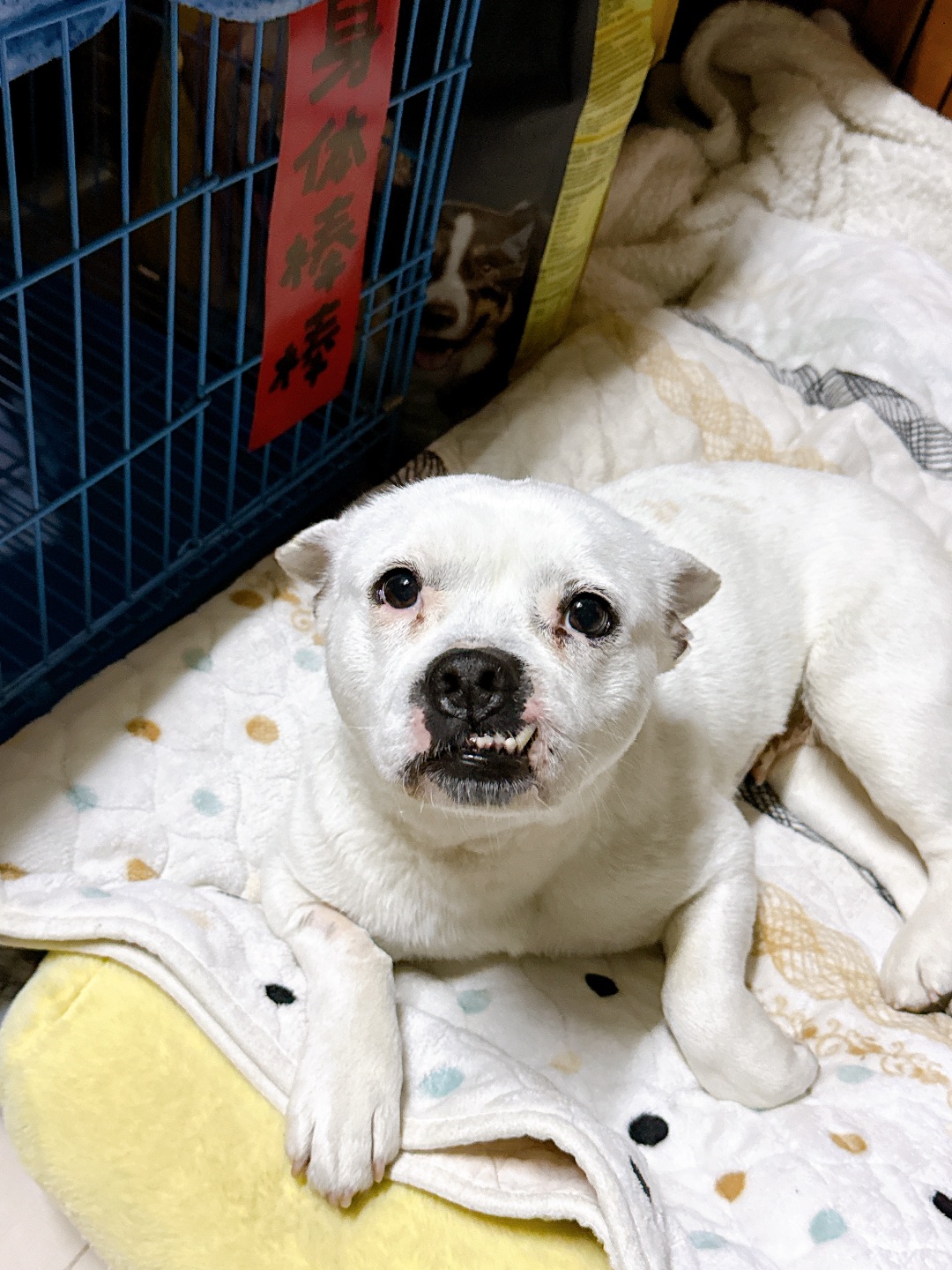 泥嚎，正式介绍一下家里的新成员