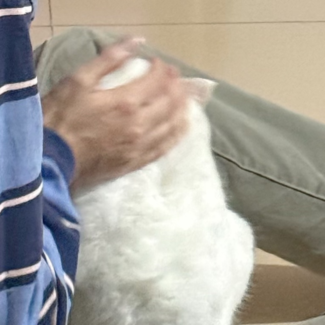 被拿捏的小猫咪