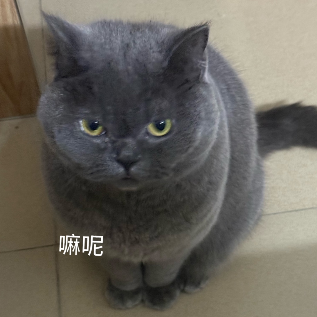 😼皮皮：邪恶英短的日常