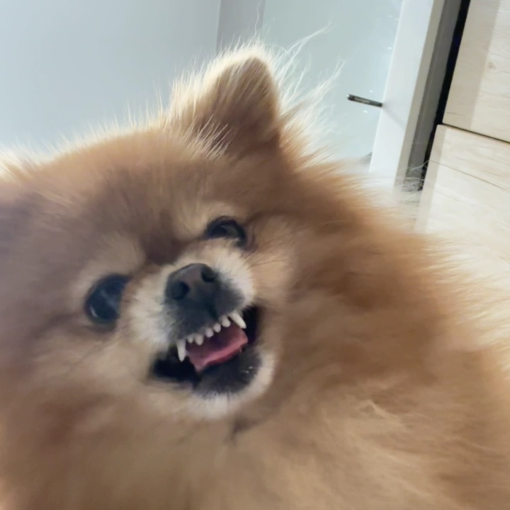 叽里咕噜说什么呢