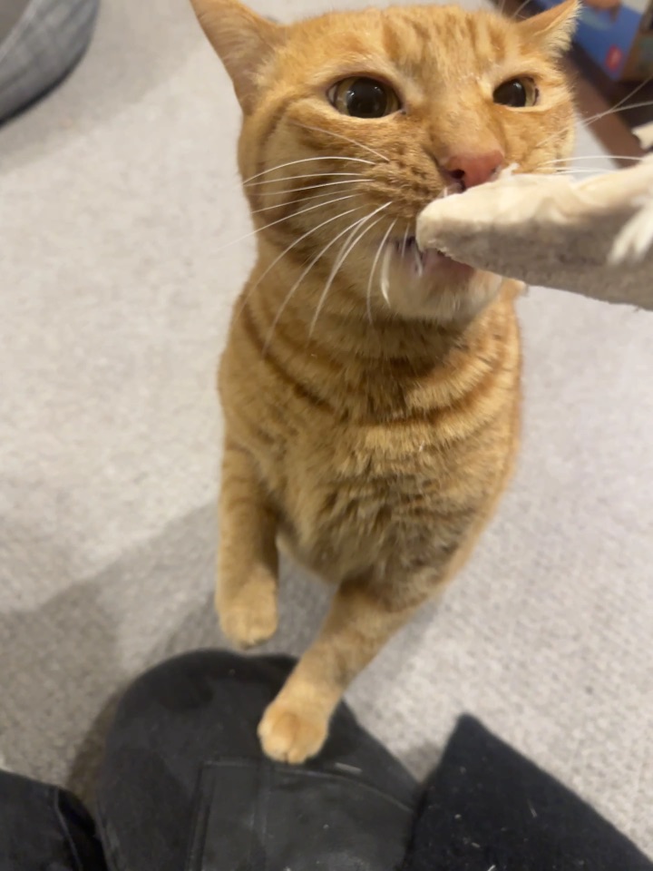 猜你没看过小猫砸嘴