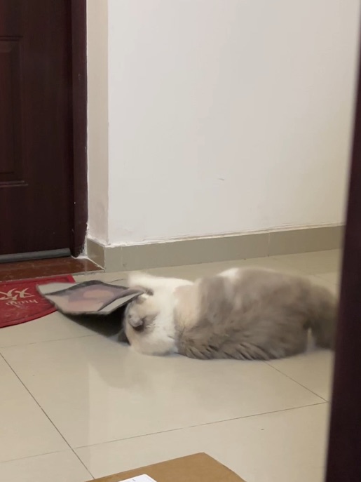 自娱自乐的小猫咪14