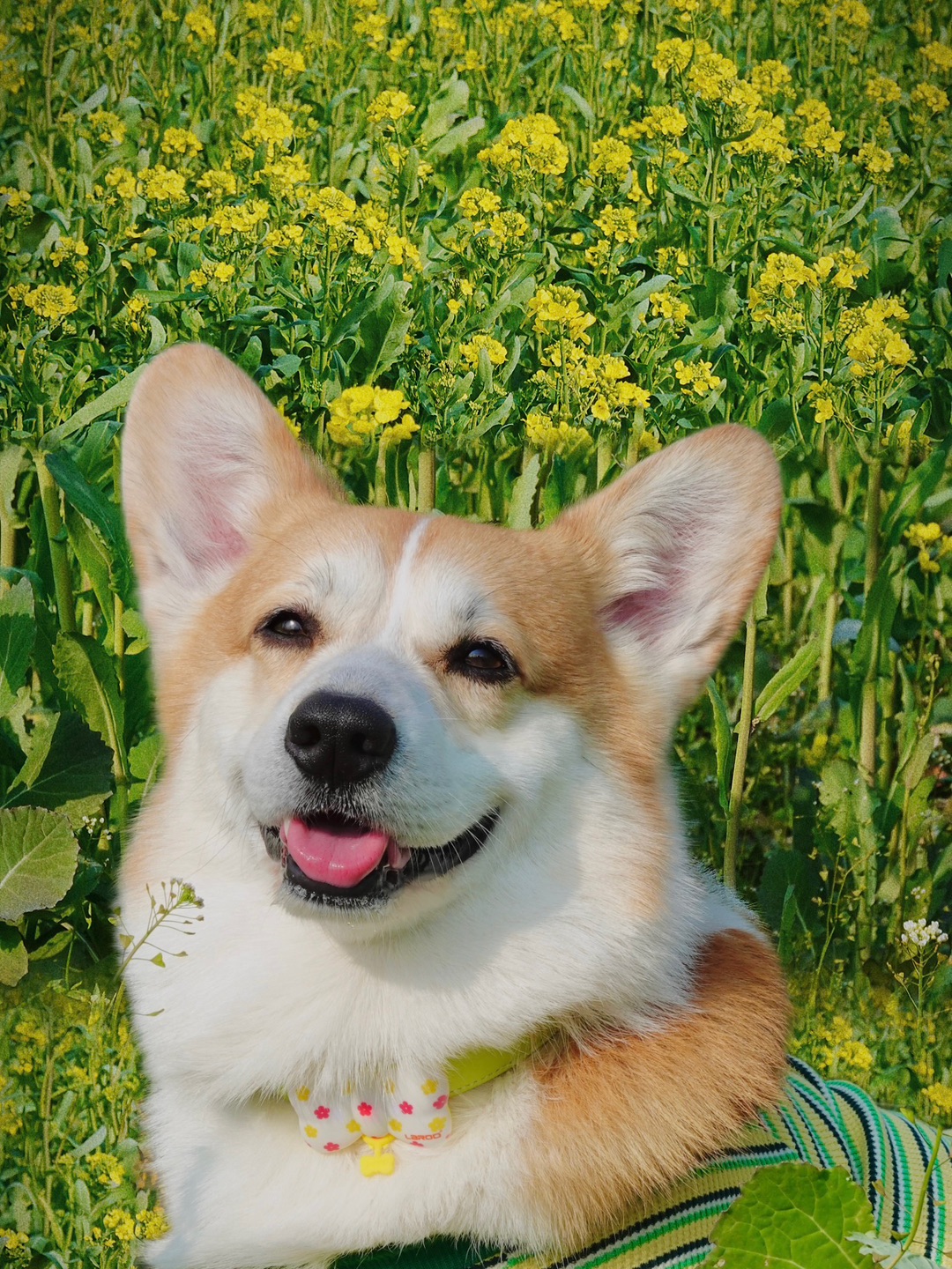 让小狗带你一头扎进春天里🌼｜油菜花