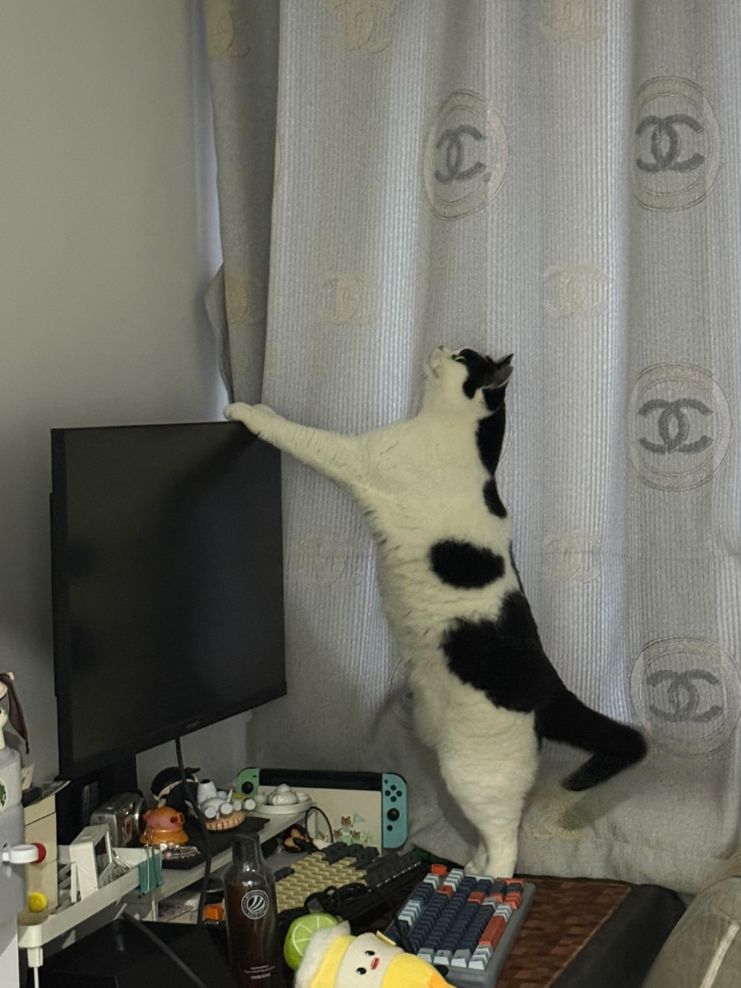 高高猫又上线了