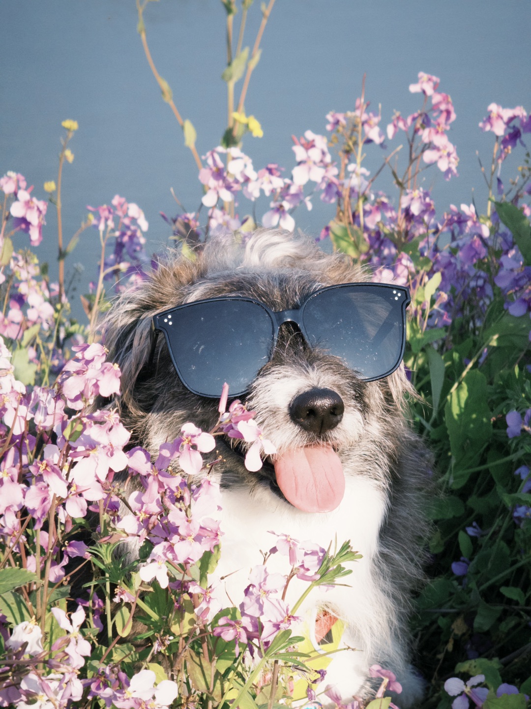 和小狗一起欣赏紫色浪漫💜