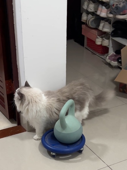 天天跑邻居家15