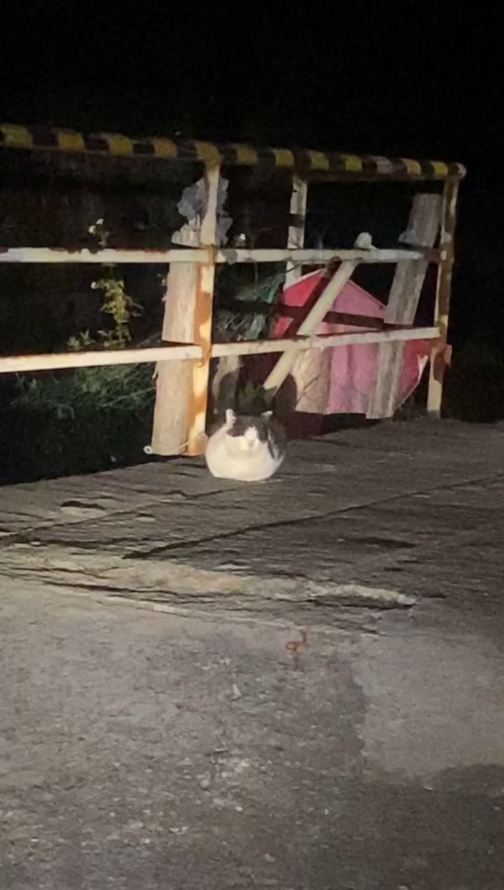 26.3.15 盘在桥上一大坨 真可爱