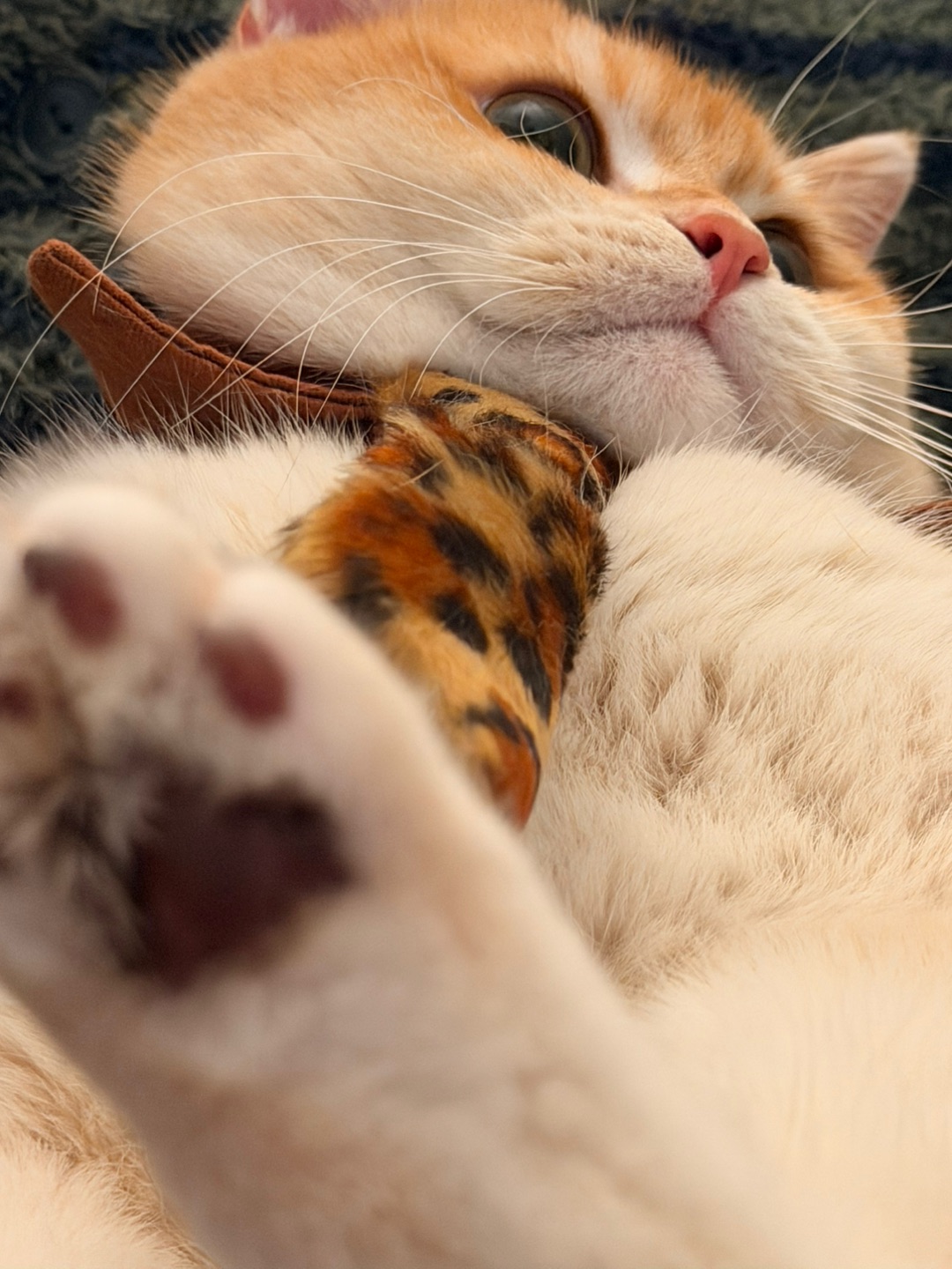 今天是豹纹仰头咪！大眼咪咪～ 大眼咪咪咪咪