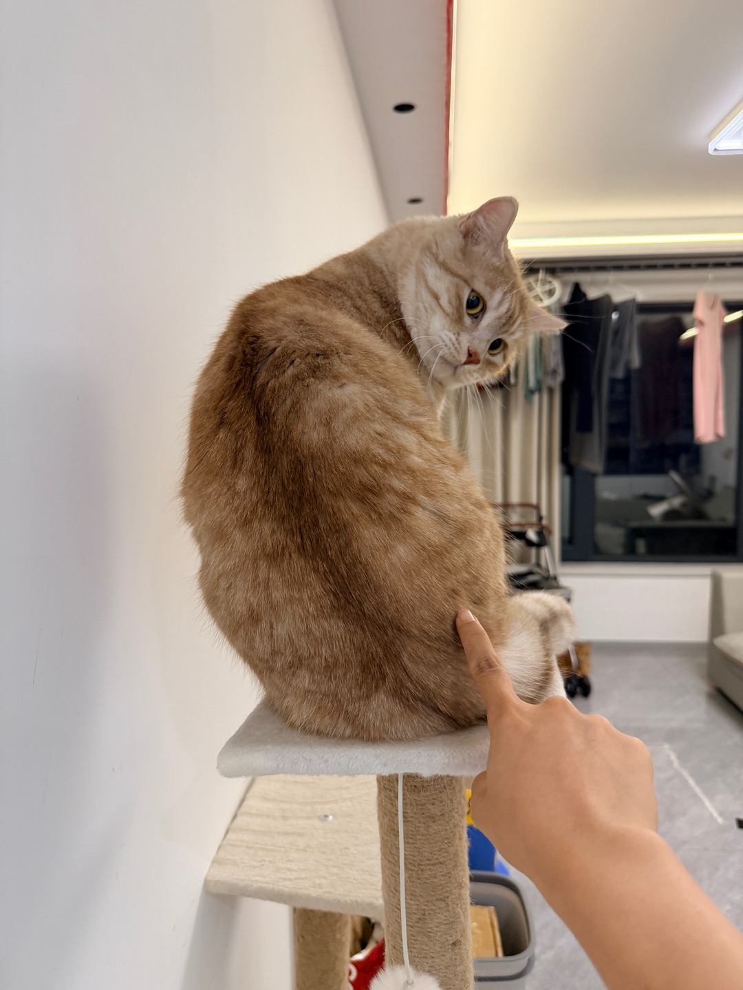 调理胆小鬼猫咪