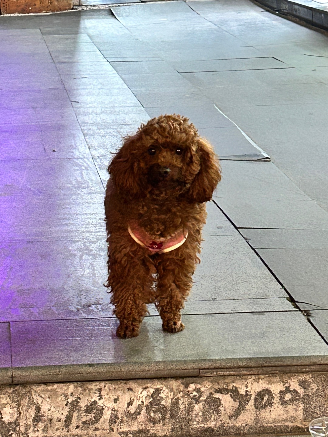 3.15 偶遇一只小狗