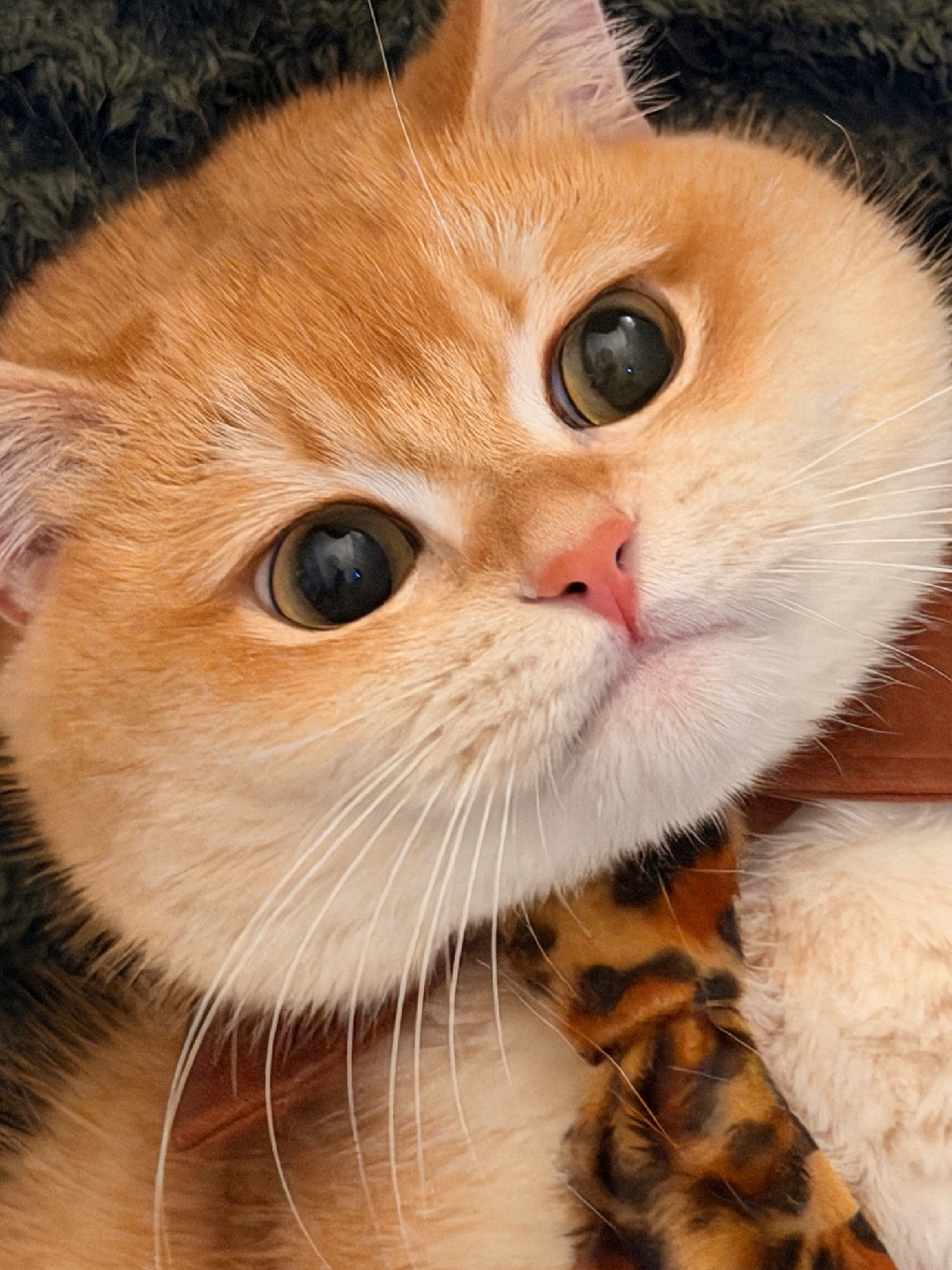 豹纹限定版“煤气罐”上线！