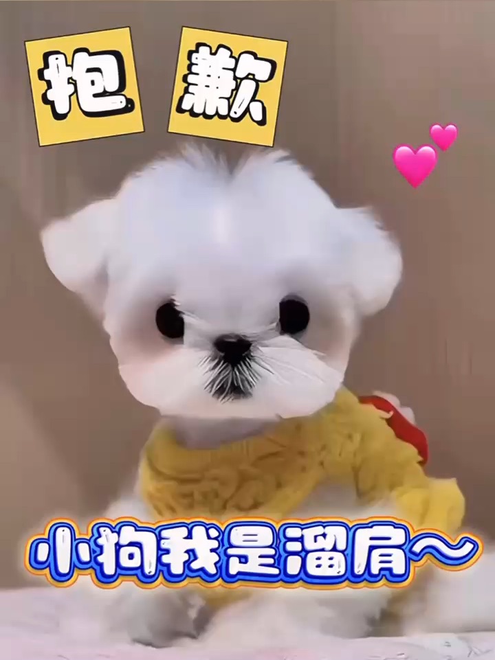🐶：我这么可爱，到底能承担什么责任呢❓