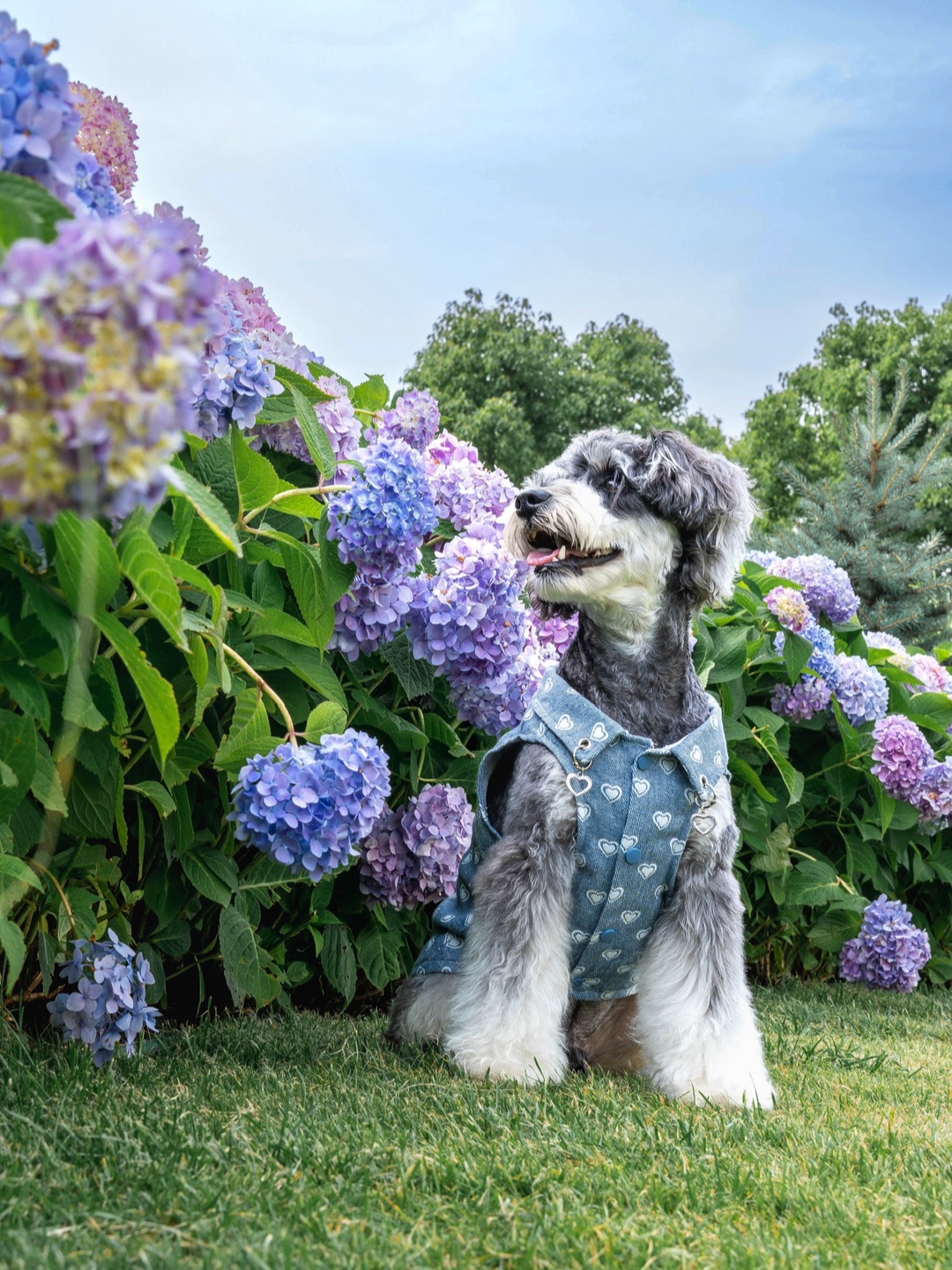 第一缕春天在小狗的毛毛里🍃