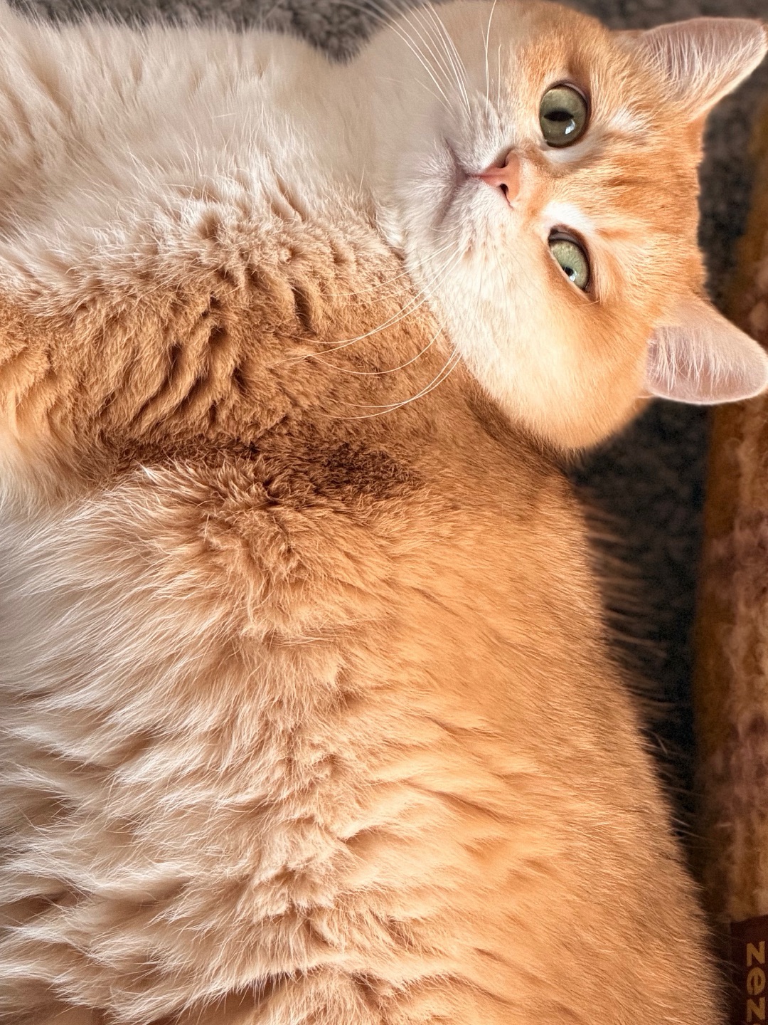 那个胖胖胖胖胖～那个胖～