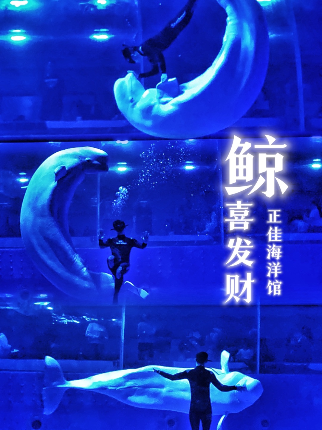 遇水则发！遇马生财！去正佳海洋接财兽啰！