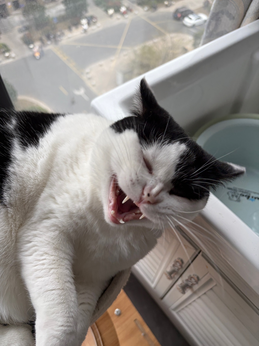 第一次见猫笑的这么高兴