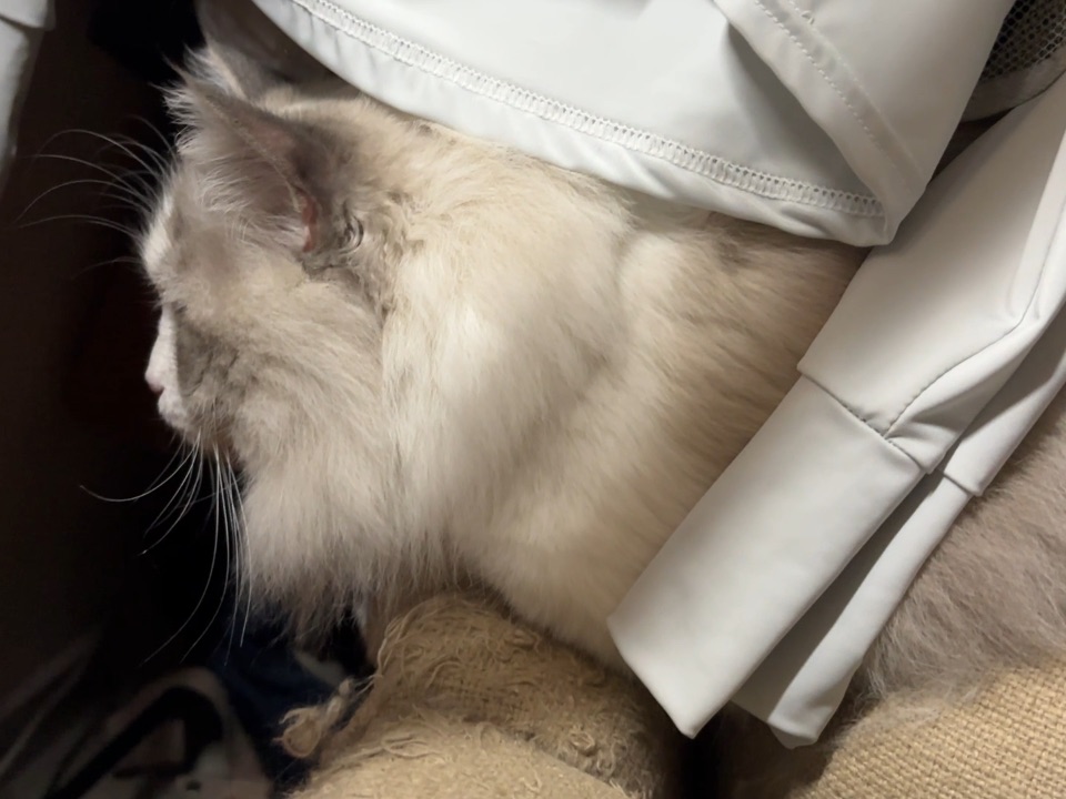 咪就是想跟人黏在一起16